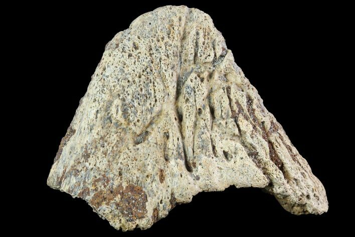 Ankylosaur Armor Spike - Alberta (Disposition #-) #96981
